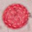 This plant is a member of the Chenopodiaceae pollen type group. This chenopod pollen grain photo represents all members of this group.
